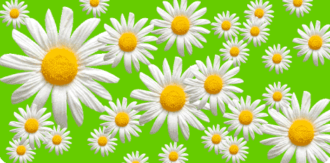 daisies