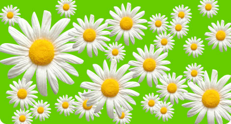 Daisied