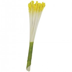 Stamens Lily Yellow x30