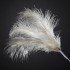 Feathers Spray Ivory