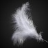 Feathers Spray White