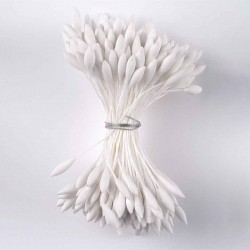 Stamens Long Point Dull White 