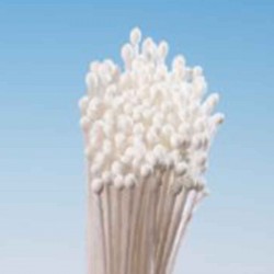 Stamens Very Tiny White