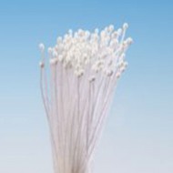 Stamens Very Very Tiny White