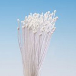 Stamens Very Very Tiny White