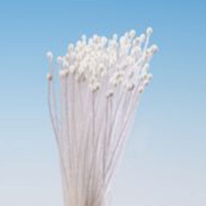 Stamens Very Very Tiny White