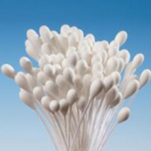 Stamens Large White
