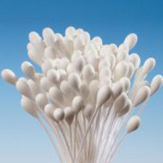 Hamilworth Stamens Large White