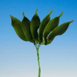 Sugar Leaves Mini Cala Lily x6