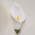 Cala Lily Head White Medium