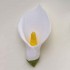 Cala Lily Head White Large
