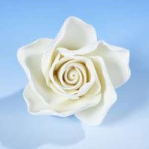 Open Rose White Medium Open Rose White Medium