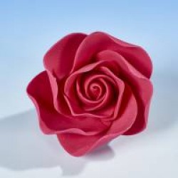 Open Rose Cerise Medium