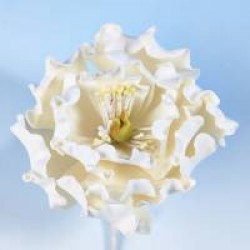 Peony Head White Medium