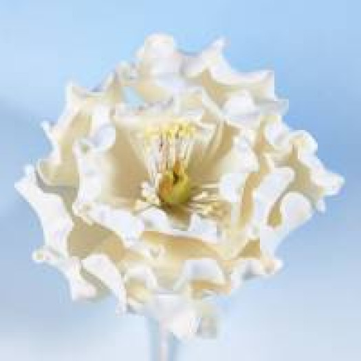 Hamilworth Peony Head White Medium Hamilworth Peony Head White Medium