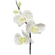 PME Moth Orchid Cutter Set