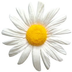 Halloween Pumpkin Cake & Witch Model – 2 nights